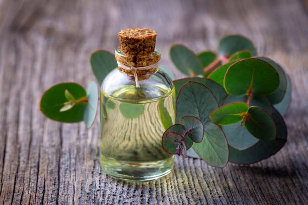 Eucalyptus Oil