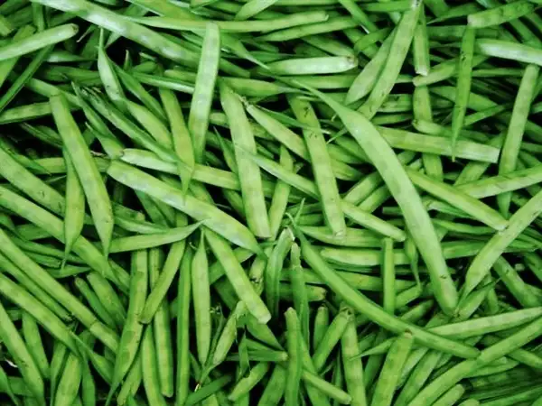 Guar Gum